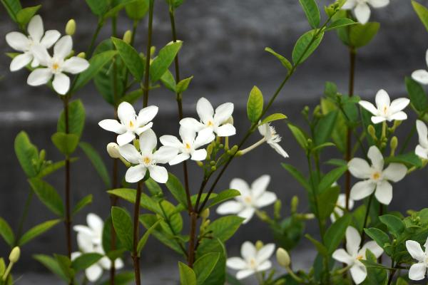 六月雪的浇水方法，春季和秋季可每隔三天浇水一次