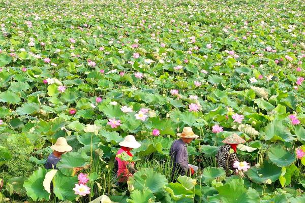 莲子怎么种植，浸泡催芽、经过消毒后再播种