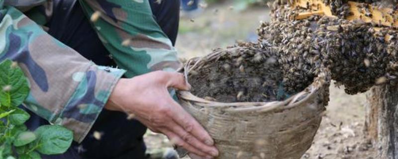 没起王台能人工分蜂吗，没有王台完全可以人工分蜂