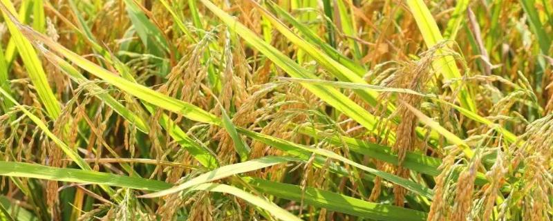 天目21水稻种子特点，一般于12月至翌年2月播种