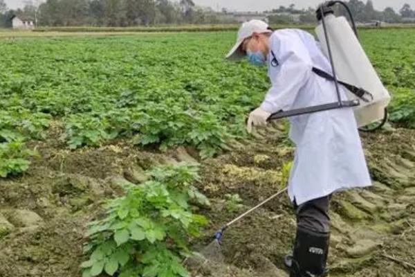 毒死蜱的防治对象，可灭杀鳞翅目、鞘翅目等害虫