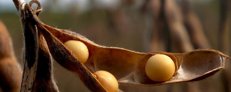 吉育206大豆品种简介，高油型中早熟春大豆品种