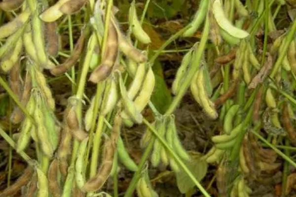 吉农42大豆品种简介，中抗大豆细菌性斑点病