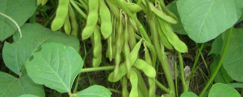 吉农42大豆品种简介，中抗大豆细菌性斑点病