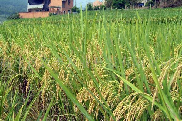 隆香优130水稻品种简介，6月25日左右播种