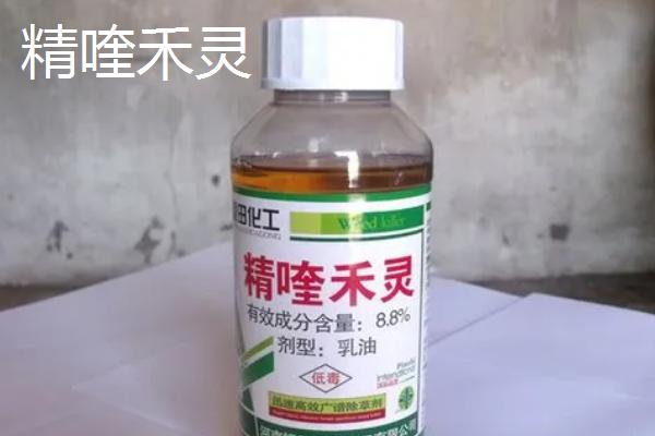 精喹禾灵和吡氟甲禾灵有什么区别，后者防除芦苇以及在低温环境中的效果更好