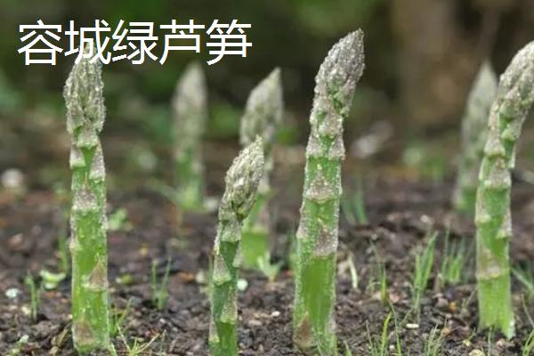 河北容城县的特产，有容城绿芦笋、白肉火烧等