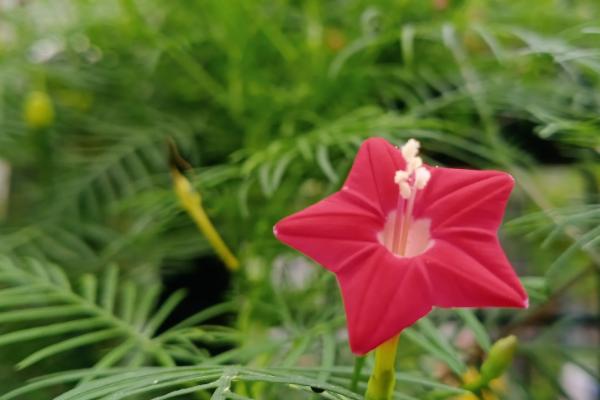 茑萝的花语，寓意相互帮助、忙忙碌碌等