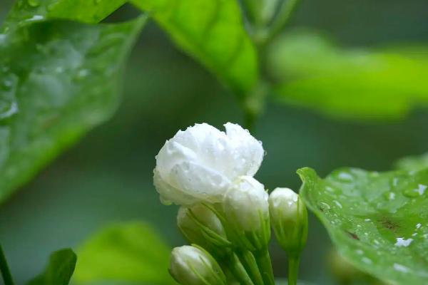 哪些植物喜阳不怕晒，常见的有荷花、茉莉花、矮牵牛等品种