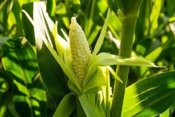 丰田6号玉米种子介绍，4月20日左右播种