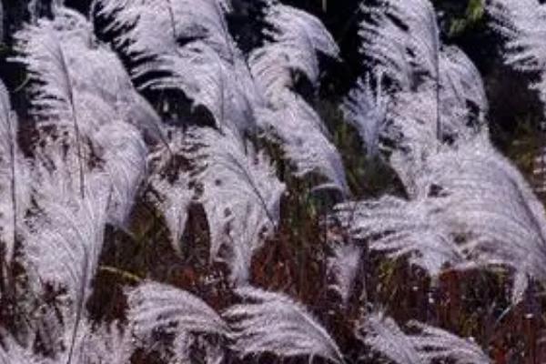 芦苇是什么，属于多年的水生或湿生高大禾草