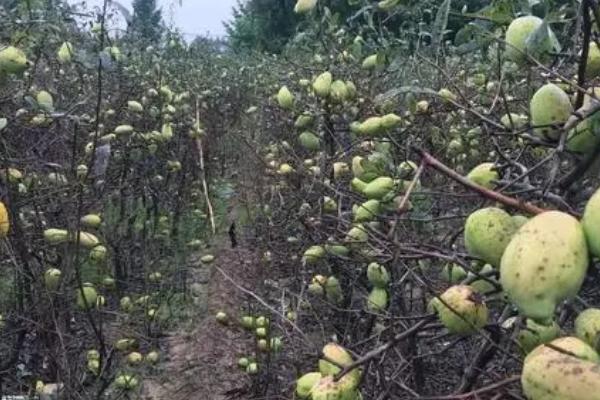 野木瓜的种植方法，幼苗破土后要做好幼苗管理