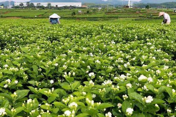 茉莉花如何养殖，适宜生长在阳光充足的环境下