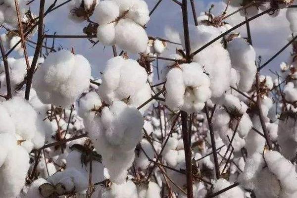 硕杂棉2号棉花品种简介，每亩种植密度