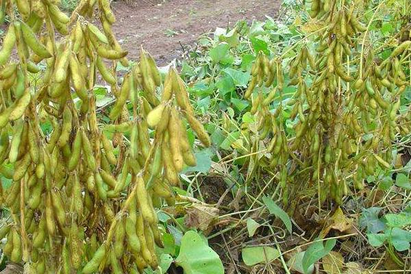 通豆10号大豆种子特点，密度适当增加