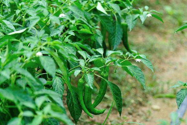 青椒的种植方法，种子播种前要晾晒1-2天