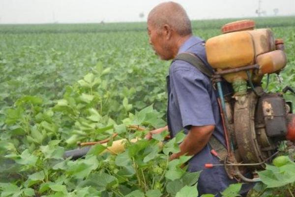 棉铃虫的防治方法，可农业防治也可化学防治