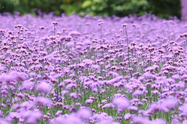 马鞭草什么时候开花，一般在夏季6月份开花