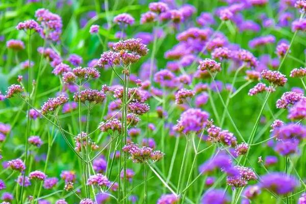 马鞭草什么时候开花，一般在夏季6月份开花