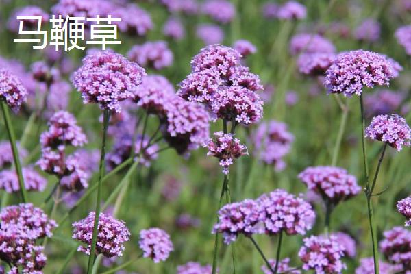 马鞭草什么时候开花，一般在夏季6月份开花