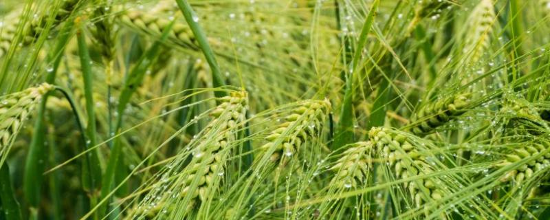 金地828小麦种子简介，属半冬性中晚熟品种