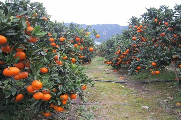 柑橘流胶病的防治方法，要增加磷钾肥、生物有机肥的用量