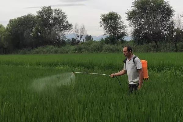 水稻穗枯死的原因，可分为直接原因和间接原因