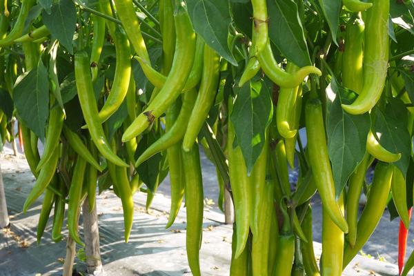 怎么防治辣椒根腐病，定植时可用恶霉灵溶液浸根