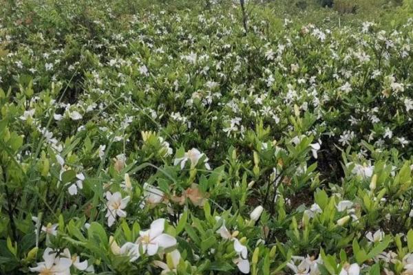 怎么补救叶片干枯的栀子花，可采取浇水、遮阴等措施