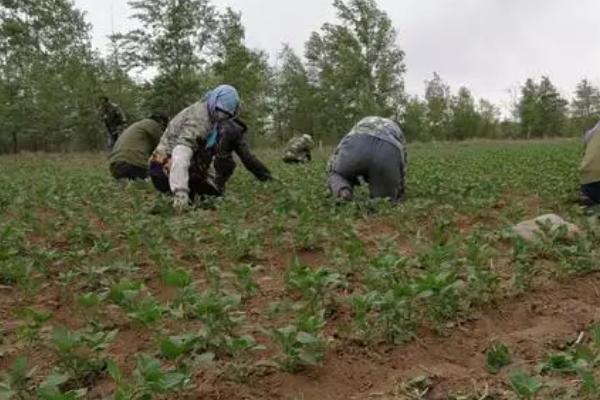 藜麦的种植方法，种植藜麦时不宜连作