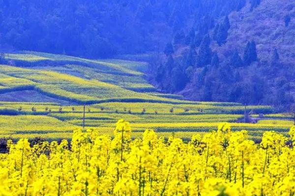 油菜花的成熟时间，春油菜常在9月份左右成熟