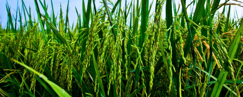 湘优1126水稻品种简介，全生育期平均120.3天