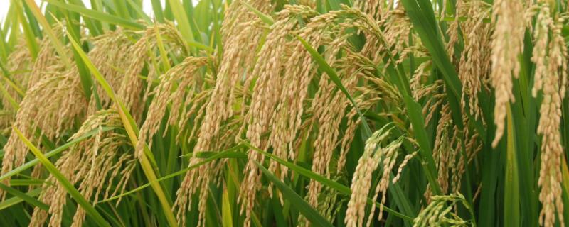 竞优838水稻种子介绍，全生育期平均122.5天