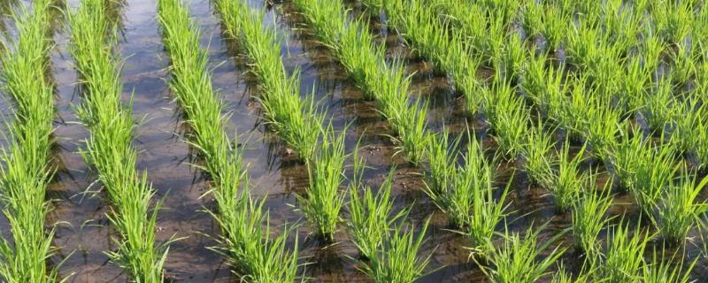海亚香糯水稻种子简介，亩秧田播种量15公斤