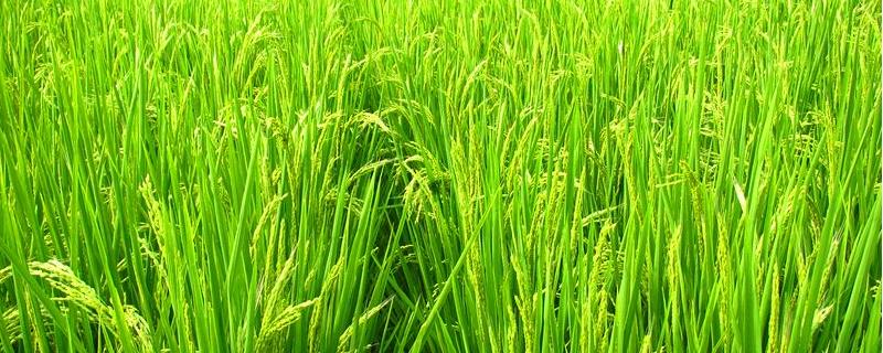 瑞优189水稻种子简介，每亩1.2—1.5万窝