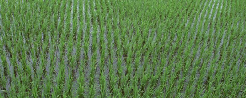 冈优952水稻种子介绍，每亩1.2—1.5万窝