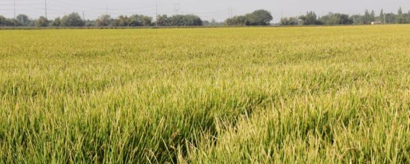 海丰3A水稻种子简介，在海南北部2月3日播种