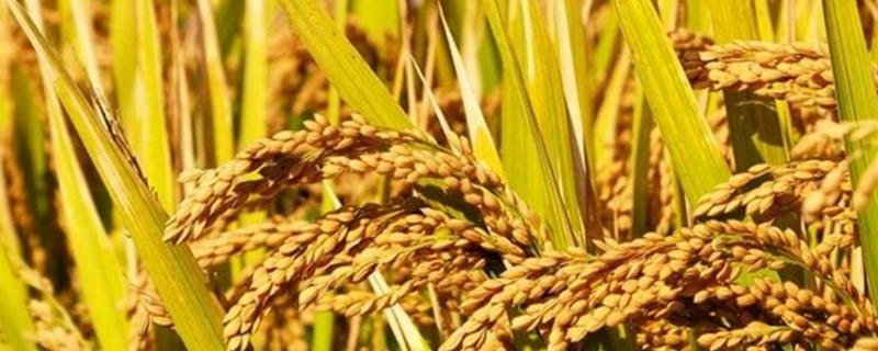 龙两优750水稻种子简介，每亩有效穗数约15.98万