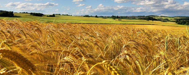 川麦1247小麦种子介绍，适时防治条锈病和白粉病