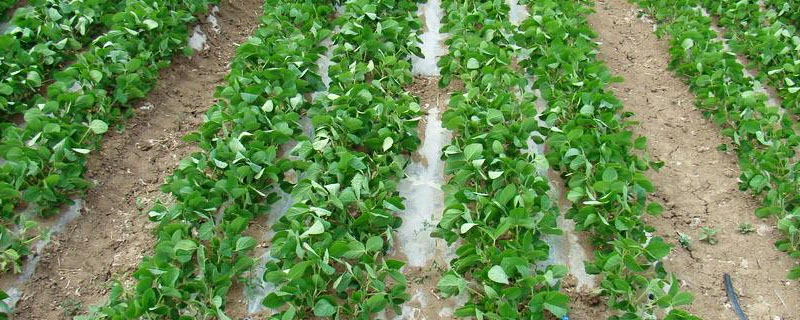 贡豆23大豆种子简介，花荚期注意防治豆荚螟及鼠害