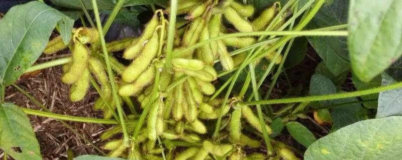 南春豆29大豆种子简介，属优质型春大豆品种