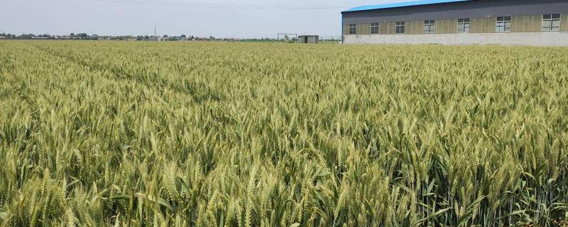 川麦69小麦种子简介，全生育期181天左右