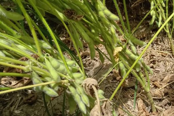 贡豆23大豆种子简介，花荚期注意防治豆荚螟及鼠害