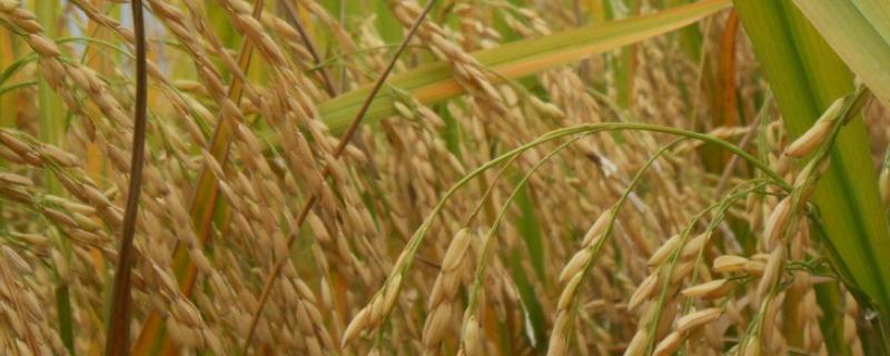 蓉优3324水稻种子特征特性，注意防治稻瘟病