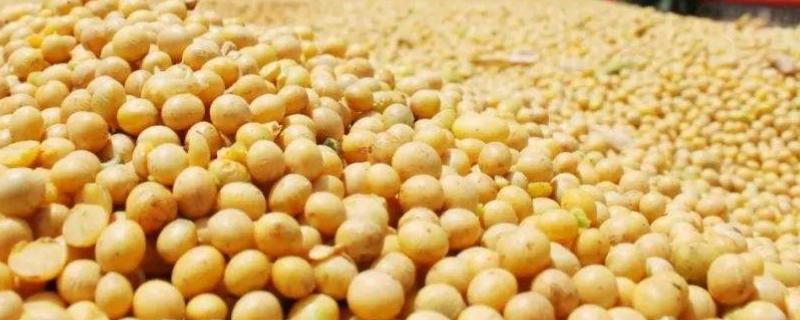 贡夏豆9号大豆品种的特性，花荚期注意防治豆荚螟及鼠害