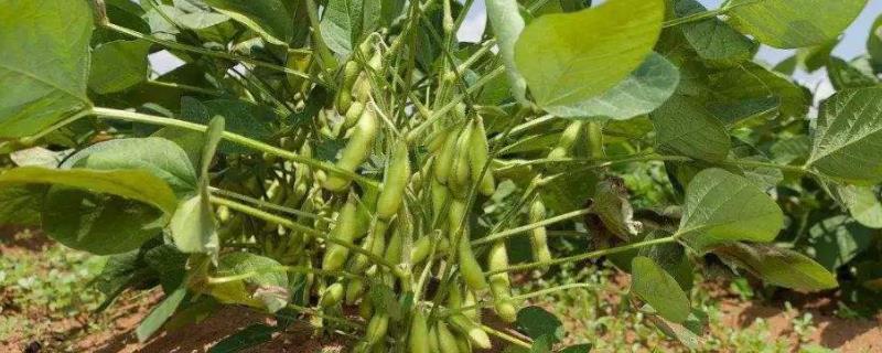 南夏豆27大豆品种的特性，花荚期注意防治豆荚螟及鼠害