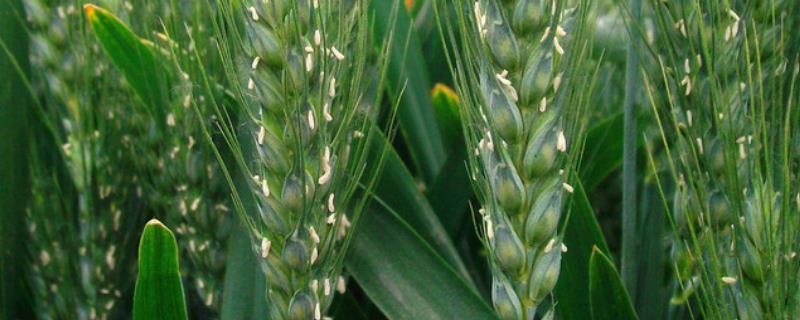 川辐7号小麦种子特征特性，全生育期180天左右