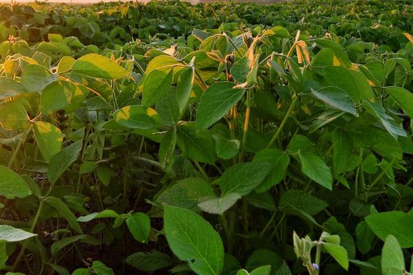 贡豆23大豆种子简介，花荚期注意防治豆荚螟及鼠害