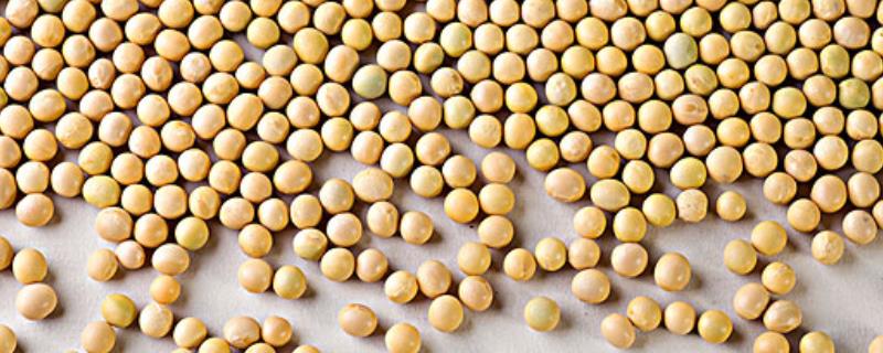 富豆7号大豆品种简介，属优质型春大豆品种