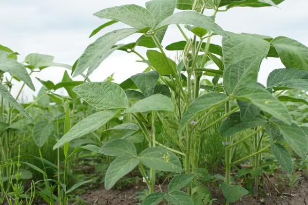 贡夏豆10号大豆种子特征特性，区试夏播全生育期平均142天